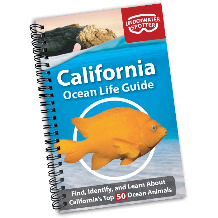 Underwater Spotter Ocean Life Guide